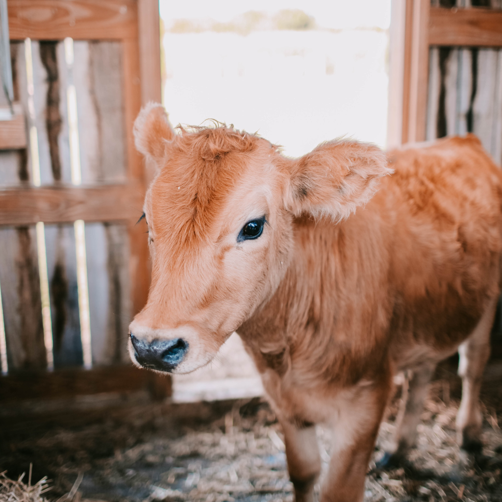 Animal Insemination